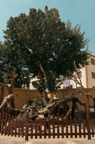 Photo of the Tree of the Virgin Mary in Egypt, surrounded by a wooden protective fence
