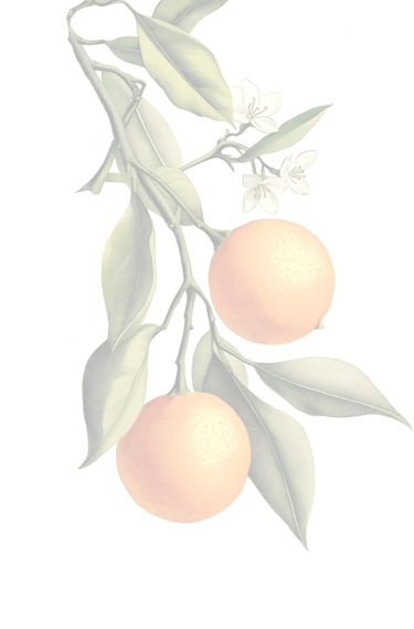 Panettone Trentasei Laranja da Sicília