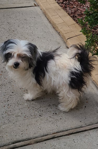 Black and White Mal-Shi dog standing on concrete next to bush
