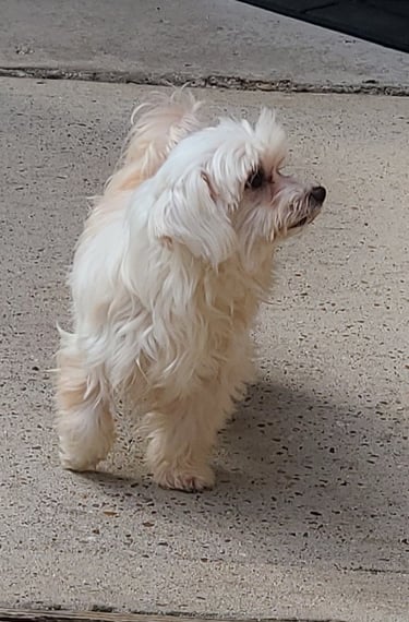 A small white Maltese dog with long, fluffy fur standing on a concrete sidewalk.