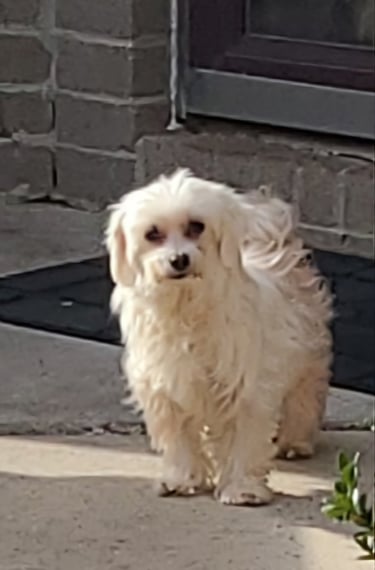 Small white long-haired Maltese dog standing outdoors on a concrete patio near a brick wall.