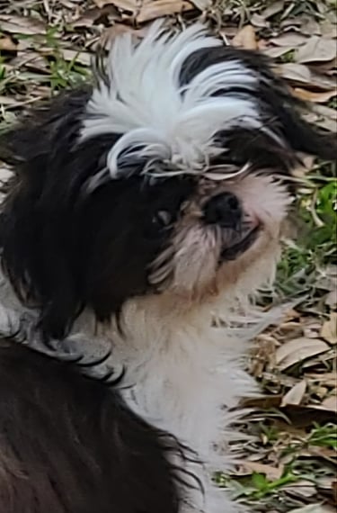 A brown and white Shih Tzu dog sitting outside on grass and dried leaves.