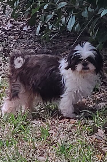 A brown and white Shih Tzu puppy standing in the grass near green garden bushes.
