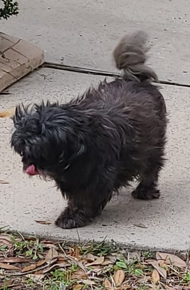 Small Shih Tzu dog walking on a sidewalk with its tongue out and tail curled.