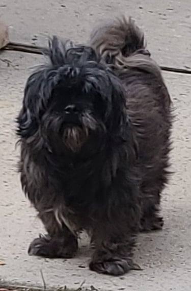 A cute fluffy brown Shih Tzu dog with shaggy fur stands on a concrete patio outdoors.