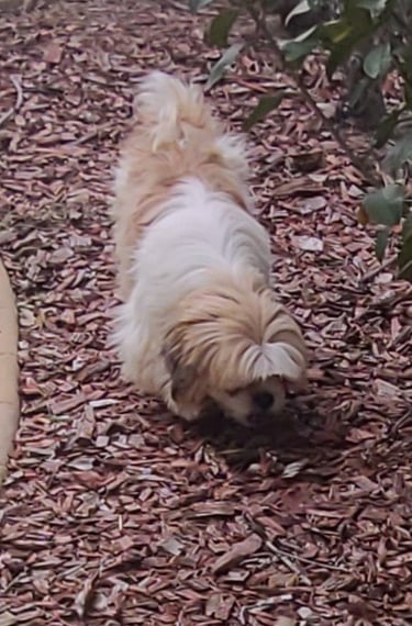 A small white and tan Shih Tzu dog walking across a garden bed filled with wood chip mulch.