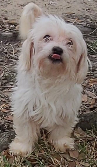 White F1 Mal-shi dog standing in grass and leaves