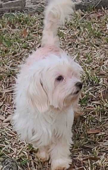 White F1 Mal-shi dog walking in grass