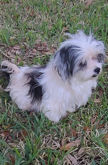 White and Black F1 Mal-Shi dog sitting in grass