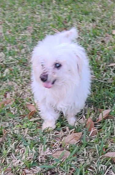 A small white Maltese dog with fluffy fur walks across a green grass lawn outdoors.