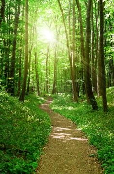 entier dans une forêt verdoyante baignée de lumière, symbole d’un pas vers le mieux-être