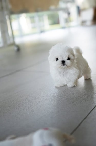 Puppies for Sale 