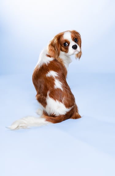 Portrait chien studio finistère brest