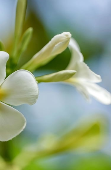 plumeria symbole massage