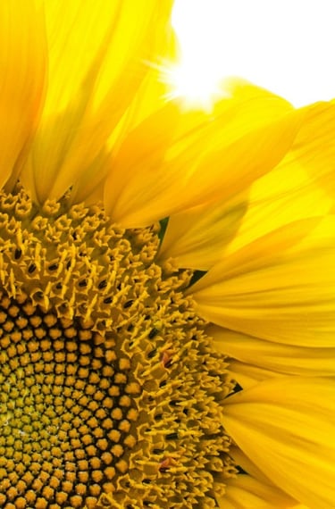 tournesol symbole lumiere interieure