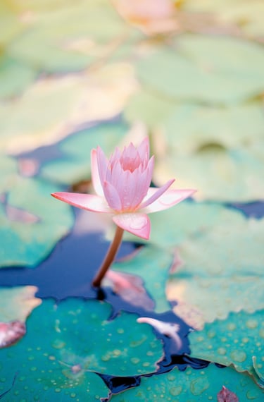 lotus rose symbole renouveau érenité