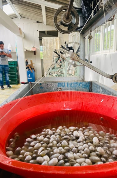 Proceso de la Seda
