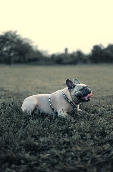 Dog photography, Montreal, photographer, Lotfi Belaidi, animal photographer