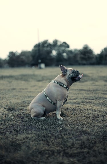 Dog photography, Montreal, photographer, Lotfi Belaidi, animal photographer