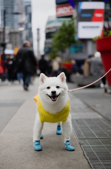 a white dog wearing blue boots and a yellow sweater