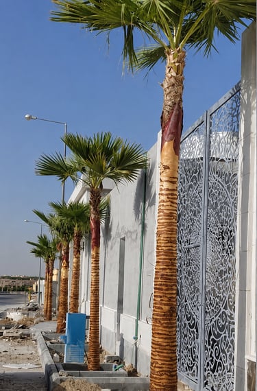 نخيل واشنطني