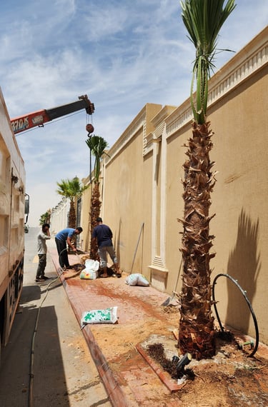 مشروع توريد نخيل واشنطني في الرياض