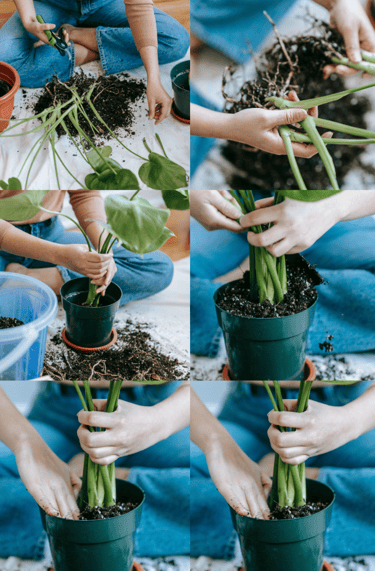 How to propagate plants by division