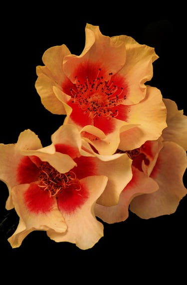 Exposicion Virtual - Juan Gil - Flores 6