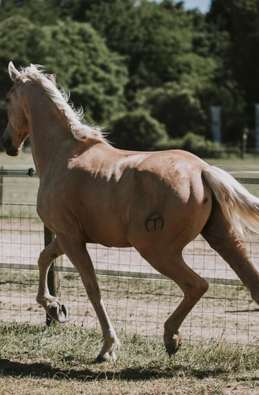 cheval palomino au trot en liberte