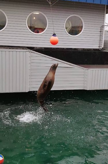 CA Coast - A seal jumps from the water & touches a ball at Ocean World