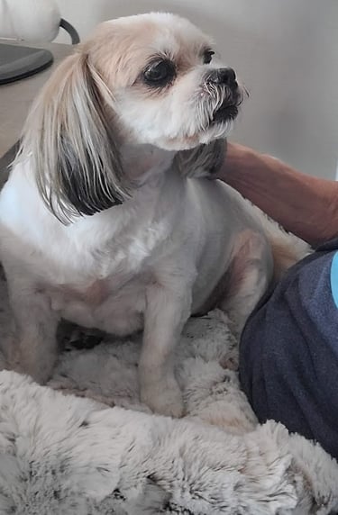 White dog on furr lap dog lap bed