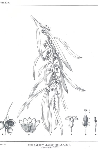 Vintage botanical illustration of Narrow-Leaved Pittosporum phillyreoides showing leaves, flowers, and seeds.