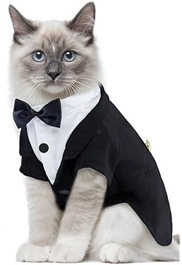  Un esponjoso gato Ragdoll con un elegante esmoquin negro para mascotas