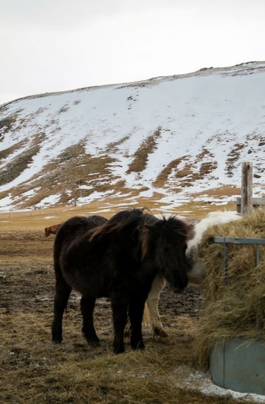 pony-islandese