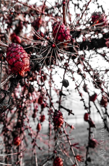 Larch cones abstract