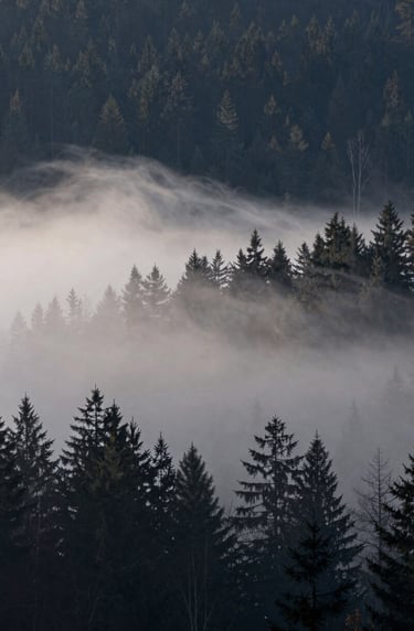 A horizontal cinematic landscape of a dark forest at dusk, with Soft Alabaster White mist rolling through Charcoal Grey trees. Mysterious mood.