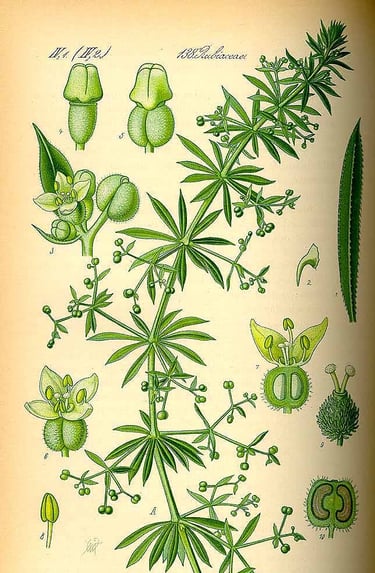 Thomé, O.W., Flora von Deutschland, Österreich und der Schweiz (1886-1889)