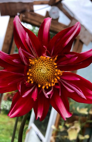 a red flower in a greenhouse