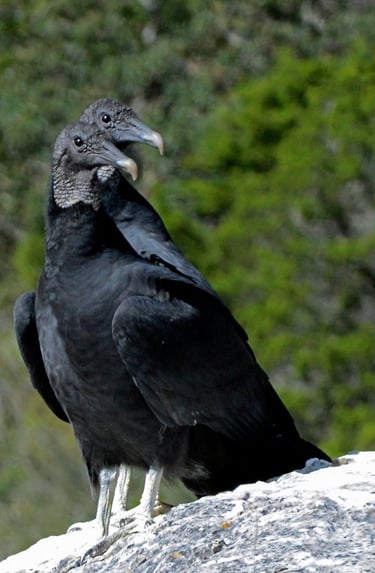 Black Vultures - Bandera County