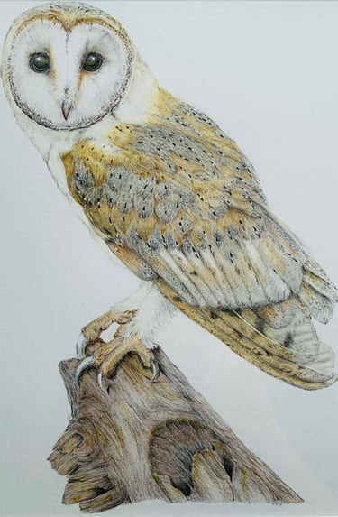 Owl