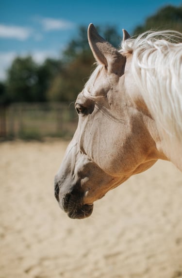 cheval palomino espagnol PRE
