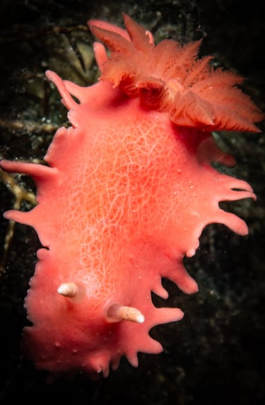 Nudibranch