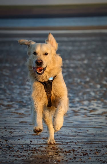 Foto van hond op strand
