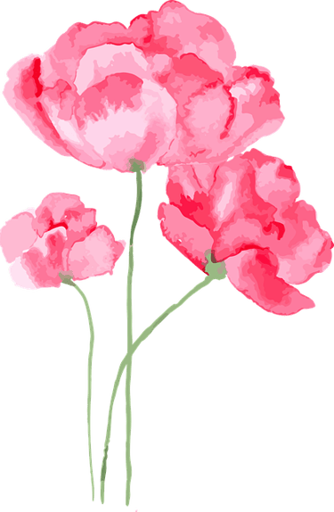 watercolor painting of 3 pink poppy flowers