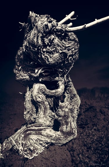 Gros plan de cep de vigne ancien, texture rugueuse en noir et blanc, figure sculpturale.