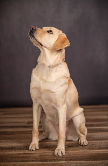 a yellow lab diabetic alert dog looks up ready to spring into action