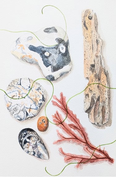 watercolour and graphite drawing of red seaweed driftwood and flint stones