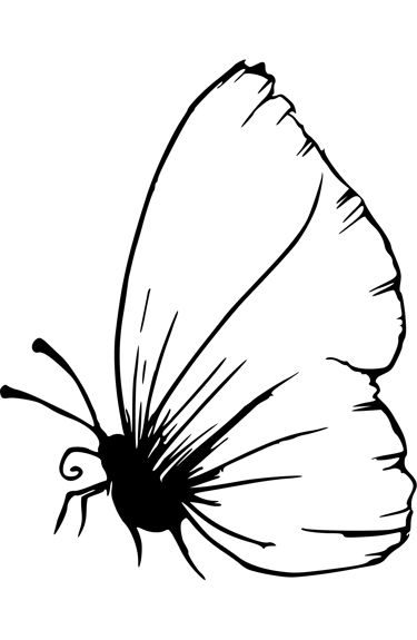 Butterfly black and white drawing