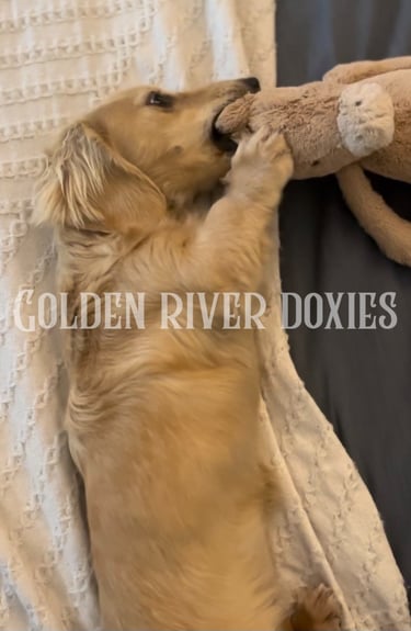 English cream dachshund playing