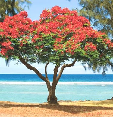 arbre flamboyant